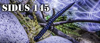 Molix Sidus 145 5.7inch Lure - 